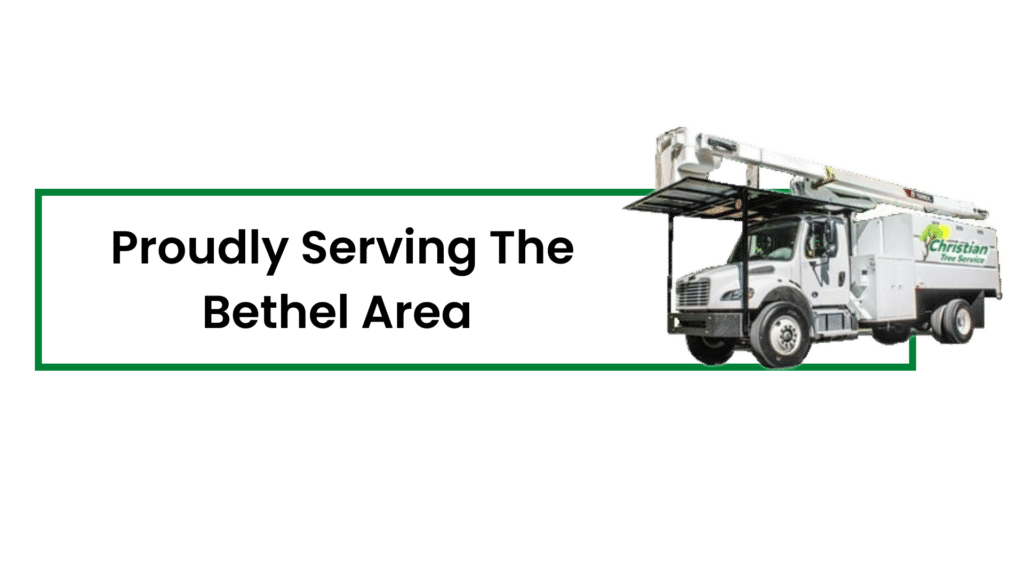 Best Tree Services in Bethel CT