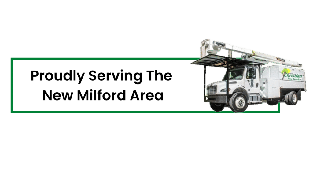 Best tree service in New Milford CT