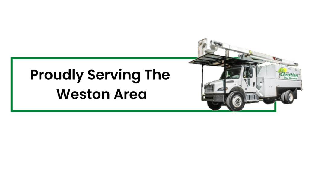 top tree service in Weston