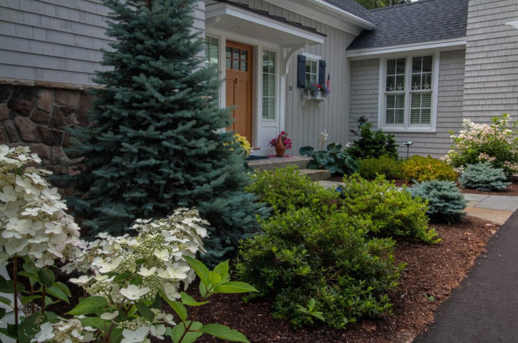 spruce front yard trees