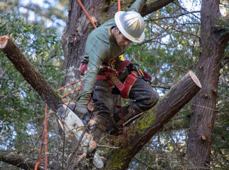 Professional tree service in Danbury Connecticut tree climber