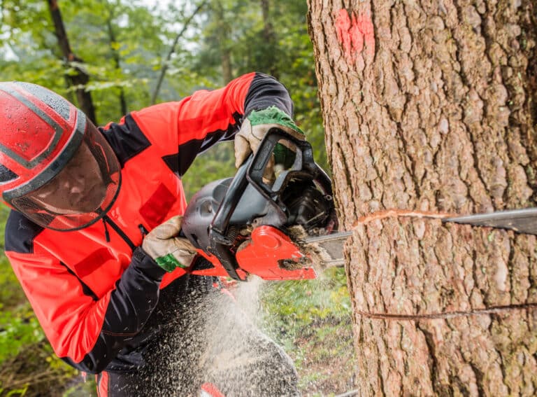Man cutting tree service in Danbury, CT
